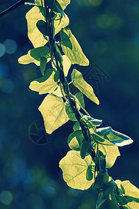 斯捷法尼亚japonica树叶叶子植物绿色粳稻蛇藤背景图片