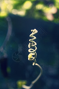 斯捷法尼亚雅波尼卡绿色树叶植物蛇藤叶子粳稻背景图片