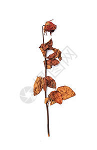 日上三干白色背景上孤立的干玫瑰叶子念日红色时间植物死亡褪色礼物背景