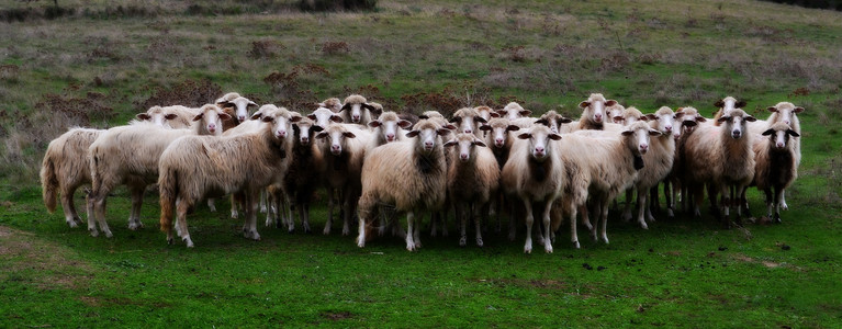 稠密的一群绵羊盯着镜头看背景
