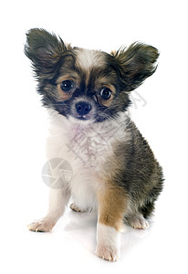 小狗吉娃娃动物宠物工作室三色白色棕色背景图片