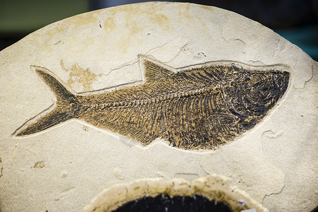 鱼化石 灭绝物种印刷品高清图片