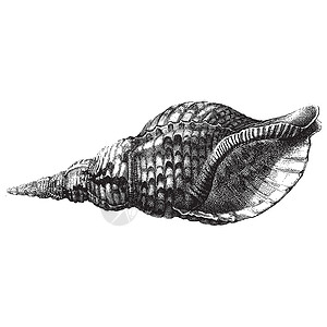 上海老弄堂海壳动物雕刻插图古董艺术曲线艺术品贝壳热带时间插画