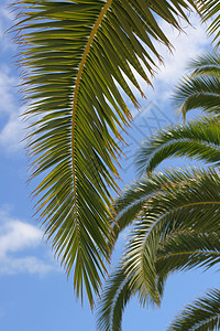 椰枣树蓝色休息阴影植物棕榈晴天热带天空海滩旅行背景图片