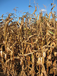 开裂玉米生长收成粮食谷物农场农业食物场地背景图片