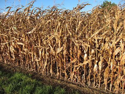 开裂玉米农业生长农场收成粮食谷物食物场地背景图片