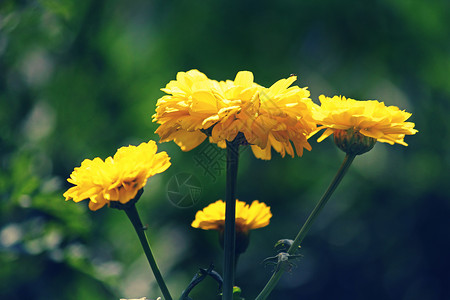 英国Marigold 卡伦杜拉花朵黄色盆栽年花家庭金盏花植物科向日葵谜语紫菊目背景图片
