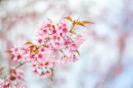 模糊背景的樱桃花树背景图片