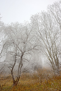 下雪的树木场景寒意寒冷雪花木头农村降雪风景雪景季节背景图片