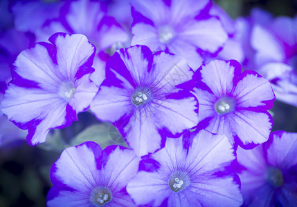 紫色光蓝白鲜花缝合背景图片