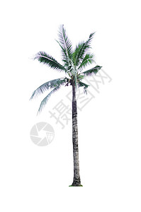 椰椰子树白色绿色椰子背景图片