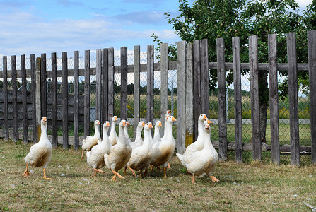 白鹅动物生物食物鸟类生态农业栅栏干草白色农场背景图片