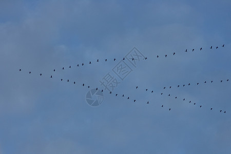 移栖鸟类飞行大火飞根训练候鸟大雁编队起重机蓝色白色天空背景图片
