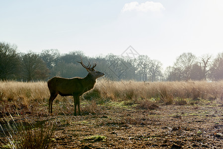 红鹿公园红色逆光荒野动物晴天猎物鹿角动物群反刍动物背景图片