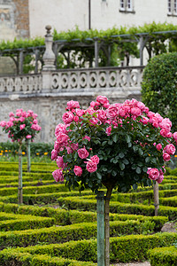 卢瓦尔河法国卢瓦尔谷花园和城堡沙拉场景后院建筑学蔬菜白菜头地标玫瑰旅行公园背景