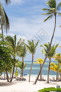 加勒比海滩情调支撑蓝色棕榈天堂海洋海滩海岸热带海岸线背景图片