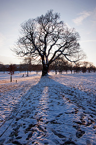 雪雪景观季节日落小路公园太阳天气背景图片