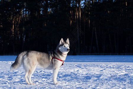 西部利亚雪橇犬西伯利亚湖的冬季环境尾巴雪域男性哺乳动物蓝色毛皮成人动物阳光雪橇背景