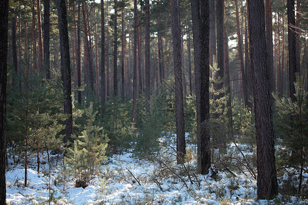 福吉小熊猫福吉冬季森林冻结场景活力树木松树云杉降雪木头背景