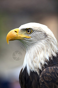 小鹰美丽的美籍白头鹰雕野生动物蓝色眼睛正方形猎物旅行飞行天空利爪自由背景
