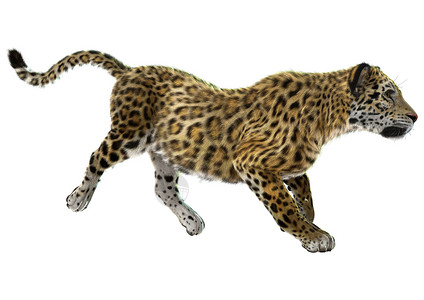 美洲虎豹属哺乳动物捕食者荒野力量野猫动物猎人优雅跑步背景图片