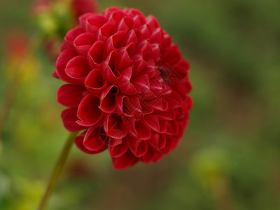 达利亚块状翠菊植物菊科花园园艺背景图片