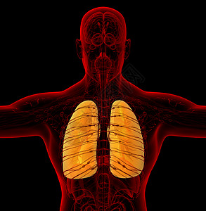 3d为人体肺部的医学插图器官胸部解剖学支气管背景图片