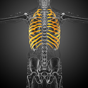 3d为伤寒的医学插图椎骨软骨胸椎肋骨肩胛骨锁骨骨骼肱骨胸部器官背景图片