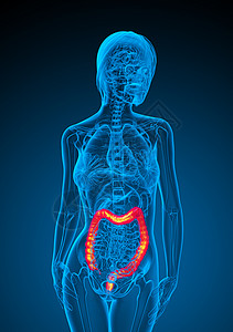 3d为人体肠道的医学插图解剖学冒号生物学疾病背景图片