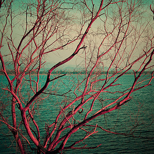 湖边粉红干枯树背景图片