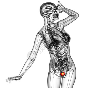 人体膀胱x光解剖学背景图片