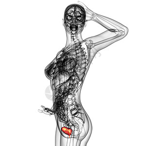 人体膀胱x光解剖学背景图片