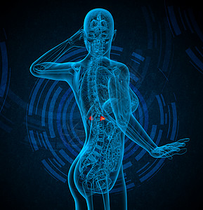 3d为肾上腺素的医学插图蓝色身体尿液解剖学腹部尿道器官膀胱肾上腺输尿管背景图片