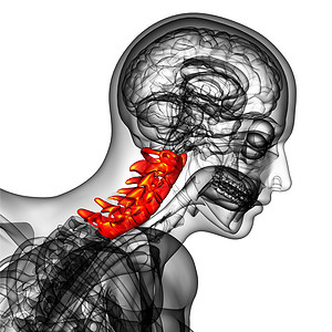 3d为子宫颈脊椎的医学插图骨头脊柱颈椎病椎骨骨骼脖子生理背景图片