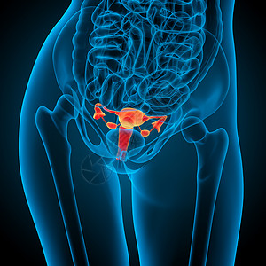 3d为生殖系统提供医学方面的说明 以说明生殖系统性病子宫器官解剖学生育力背景图片