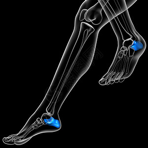 骨骼钙3d 进行医学演示 以说明钙骨科手指药品骨骼跟骨创伤跗骨医疗背景