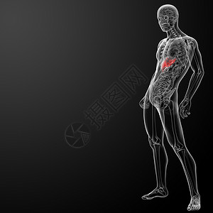 3d 显示肝脏蓝色科学生物学腹部渲染解剖学男性器官健康男人背景图片
