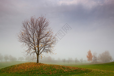 高尔夫球场的秋天风景高尔夫球日落多云水平运动植物闲暇掩体薄雾土地背景图片