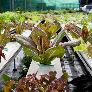 有机水栽培植物种植场     特写植被生产水电水产农业培育场地食物技术养殖背景图片