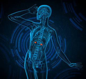 3d为肾上腺素的医学插图器官输尿管蓝色腹部膀胱肾上腺身体尿道尿液解剖学背景图片