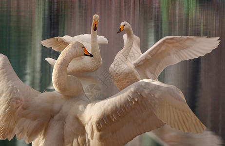 天鹅舞蹈表演鸟类展示野生动物背景