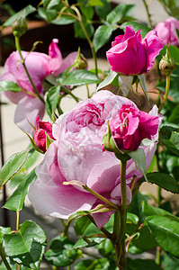 玫瑰花粉色园艺叶子树叶花园背景图片