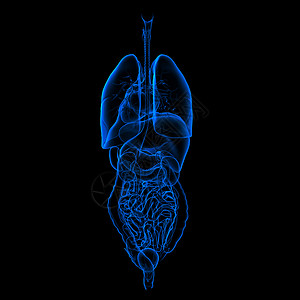 消化和呼吸系统身体男性射线蓝色呼吸器官药品冒号胆道腹部背景