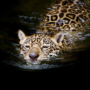 美洲虎游泳哺乳动物老虎耳朵白色荒野狮子动物捕食者条纹动物园背景图片