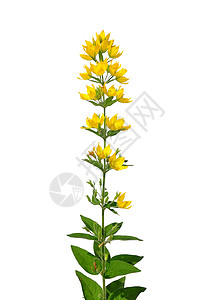 斑点珍珠菜珠菜白色点状荒野草本植物医疗黄色植物群植物背景图片