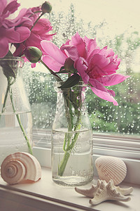 在窗户的牛奶瓶里放小豆花背景图片