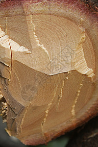 树干区 红山地木自然灾害环境横截面植物日志硬木木材业神木美容木材背景图片