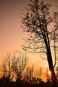 日落的死树阳光麋鹿植物荒野橙子森林树木太阳天空公园高清图片
