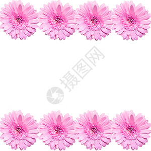 白背景上被孤立的美丽粉红色花朵礼物花园明信片植物植物群花瓣白色粉色紫色雏菊背景图片