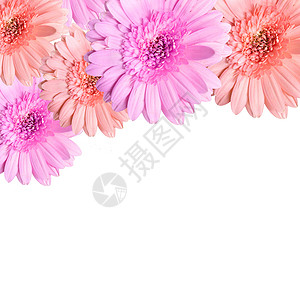白背景上被孤立的美丽粉红色花朵花园明信片植物群粉色白色紫色礼物植物花瓣花束背景图片
